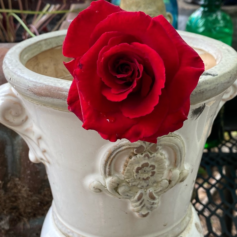 Meet your Posher, Brandy